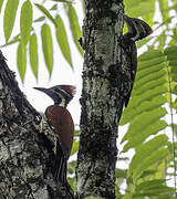 Red-backed Flameback