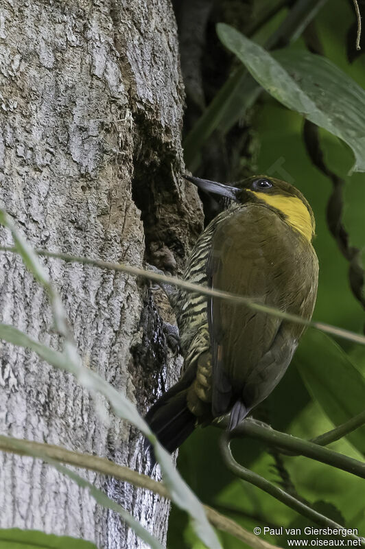 Lita Woodpecker female adult