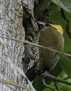 Lita Woodpecker