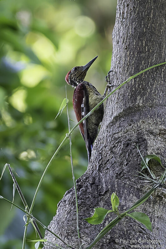 Luzon Flamebackadult