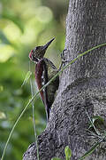 Luzon Flameback