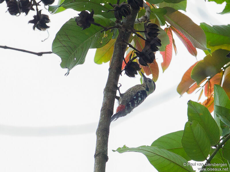 Fulvous-breasted Woodpecker