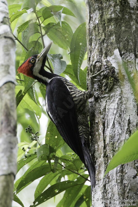 Crimson-crested Woodpecker female adult