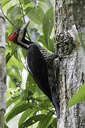 Crimson-crested Woodpecker