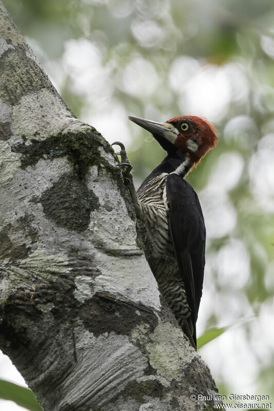 Crimson-crested Woodpecker male adult