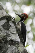 Crimson-crested Woodpecker