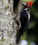 Pic de Malherbe