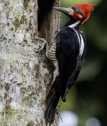 Crimson-crested Woodpecker