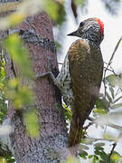 Mombasa Woodpecker