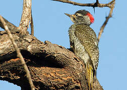 Nubian Woodpecker