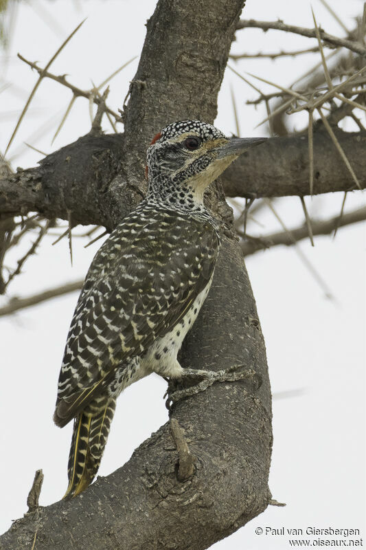 Nubian Woodpecker female adult