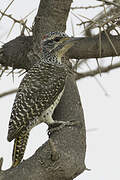 Nubian Woodpecker