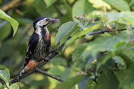 Necklaced Woodpecker