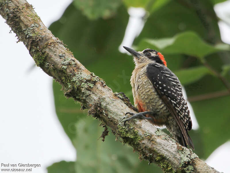 Black-cheeked Woodpecker female adult