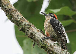 Black-cheeked Woodpecker