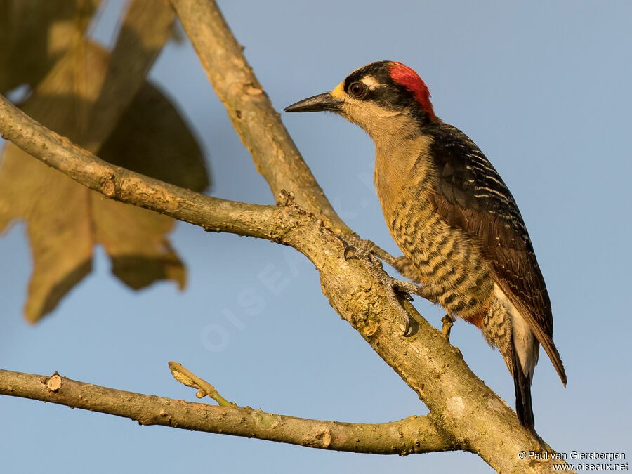 Black-cheeked Woodpeckeradult