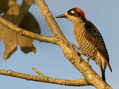 Black-cheeked Woodpecker