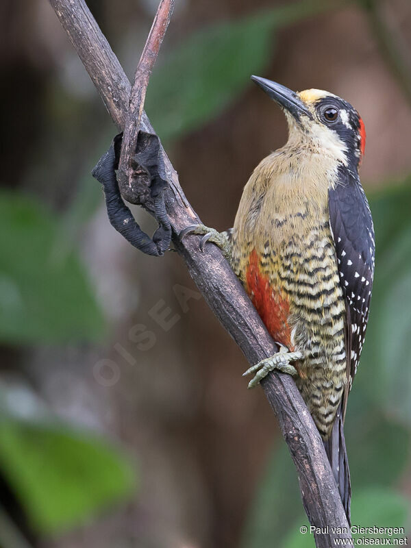 Black-cheeked Woodpeckeradult