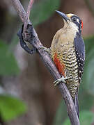 Black-cheeked Woodpecker