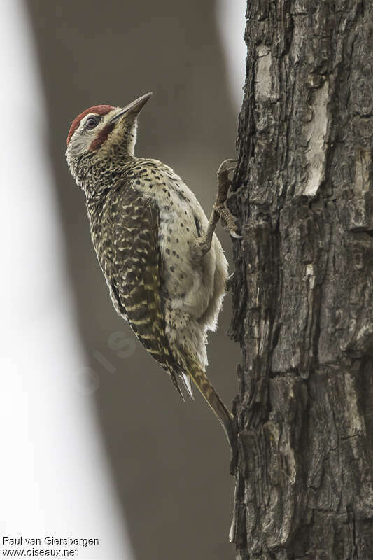 Speckle-throated Woodpecker male adult, identification