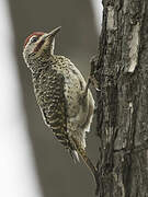 Speckle-throated Woodpecker