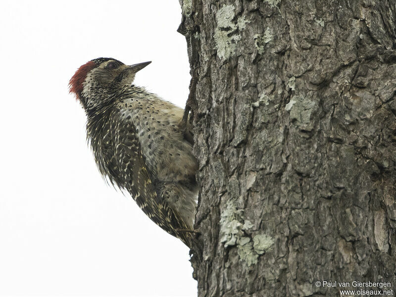 Speckle-throated Woodpecker female adult