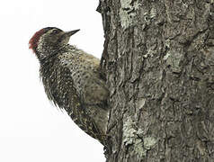 Speckle-throated Woodpecker