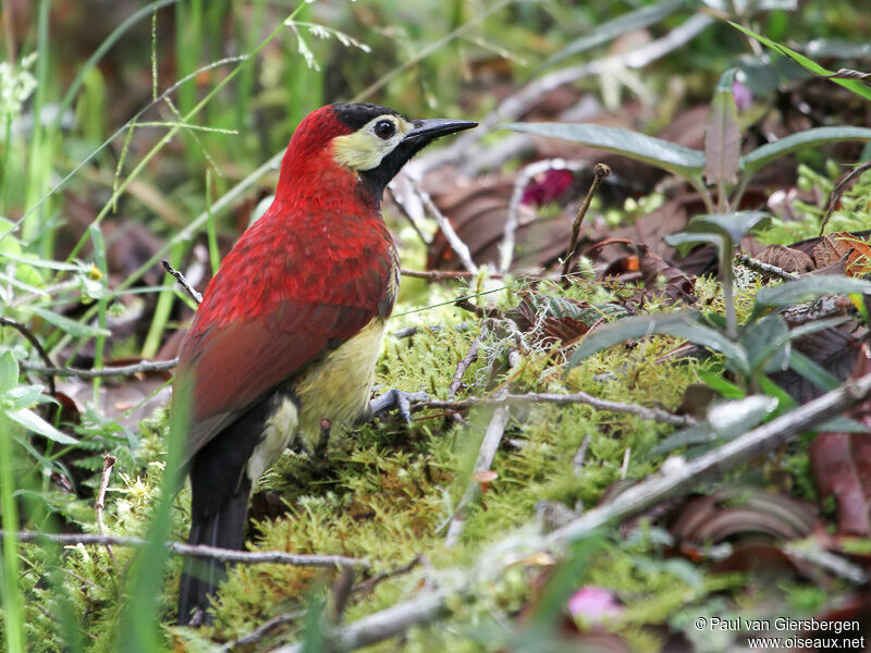 Crimson-mantled Woodpeckeradult