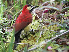 Crimson-mantled Woodpecker