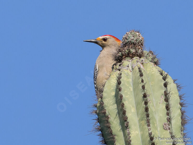 Velasquez's Woodpeckeradult