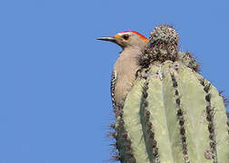 Velasquez's Woodpecker