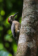 Velasquez's Woodpecker