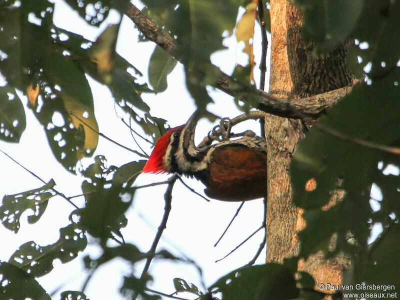 Himalayan Flameback