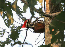 Himalayan Flameback