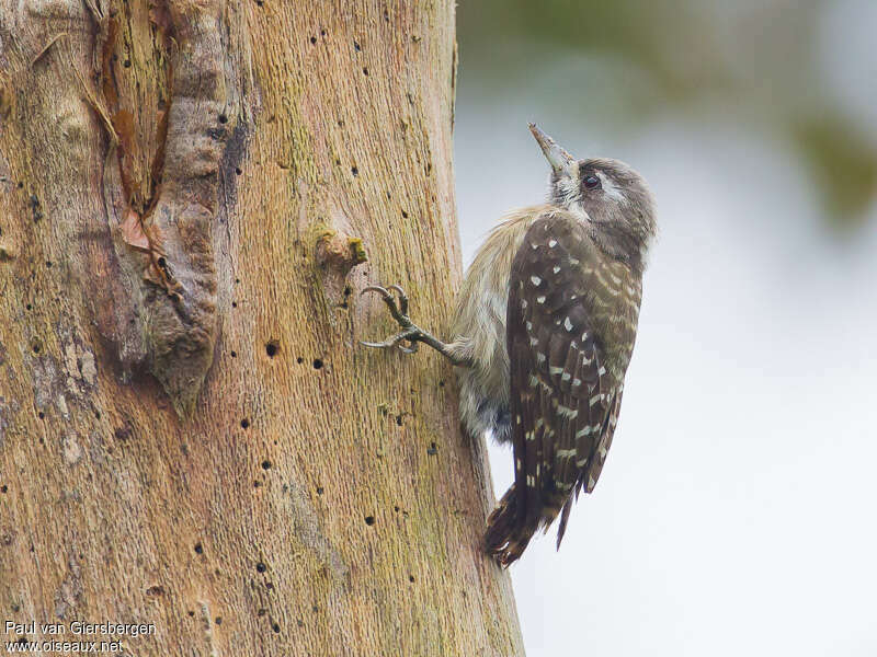 Sulawesi Pygmy Woodpecker female adult