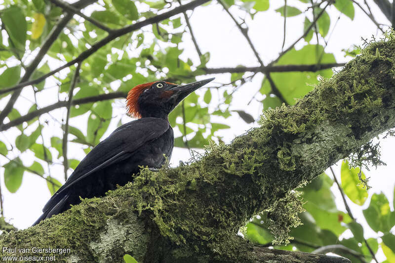 Andaman Woodpecker male adult