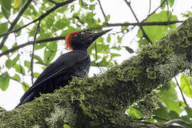 Andaman Woodpecker