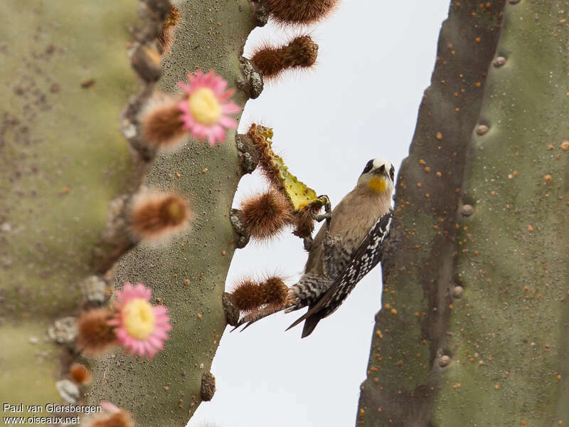 Pic des cactusadulte, habitat, pigmentation, pêche/chasse, Comportement