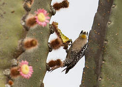 White-fronted Woodpecker