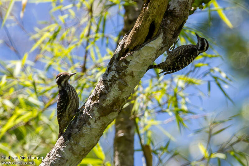 Philippine Pygmy Woodpeckeradult