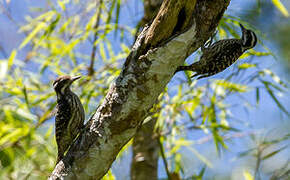 Philippine Pygmy Woodpecker