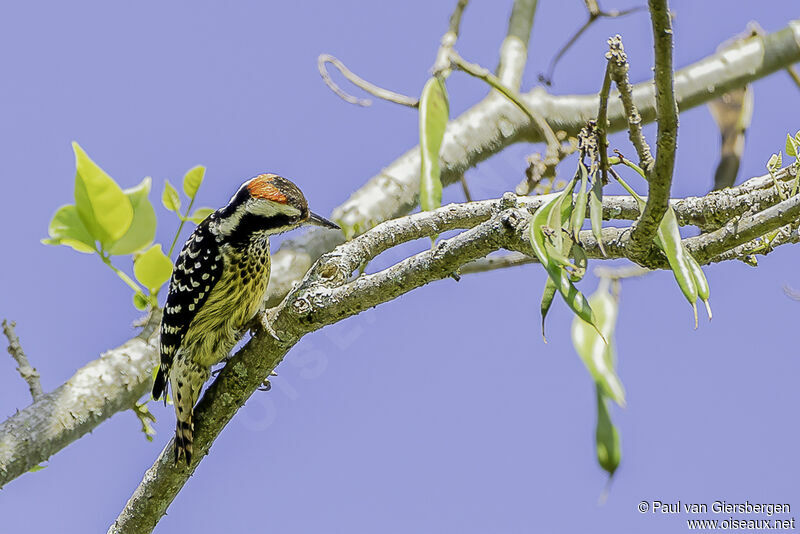 Philippine Pygmy Woodpecker male adult