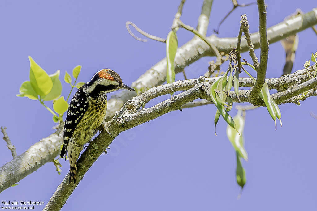 Philippine Pygmy Woodpecker male adult