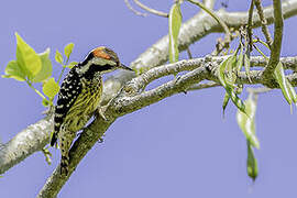 Philippine Pygmy Woodpecker