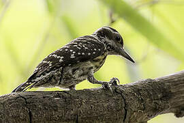 Philippine Pygmy Woodpecker