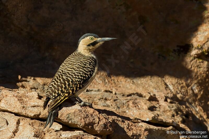 Andean Flickeradult