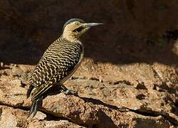 Andean Flicker