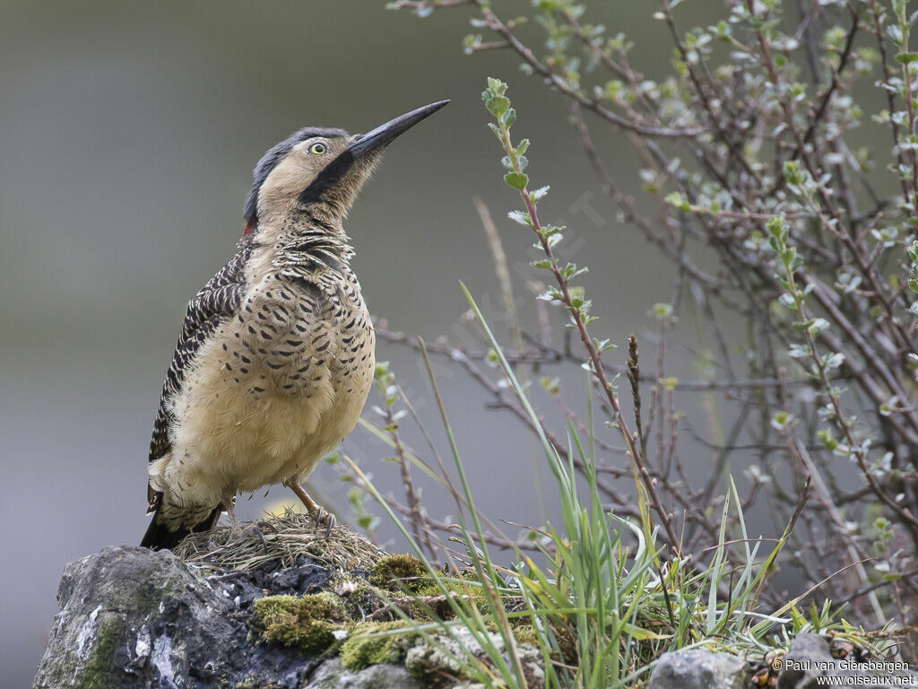 Andean Flickeradult