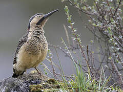 Andean Flicker