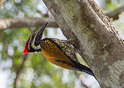 Black-rumped Flameback